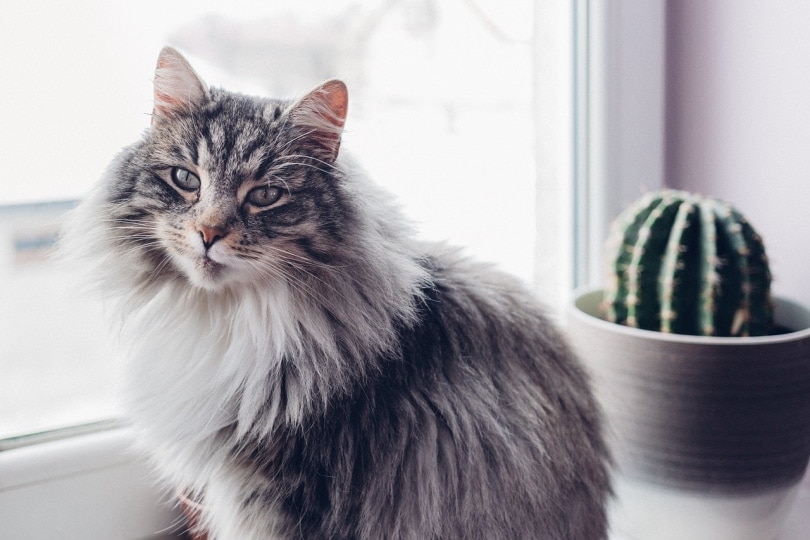 Cat with cactus plant behind it