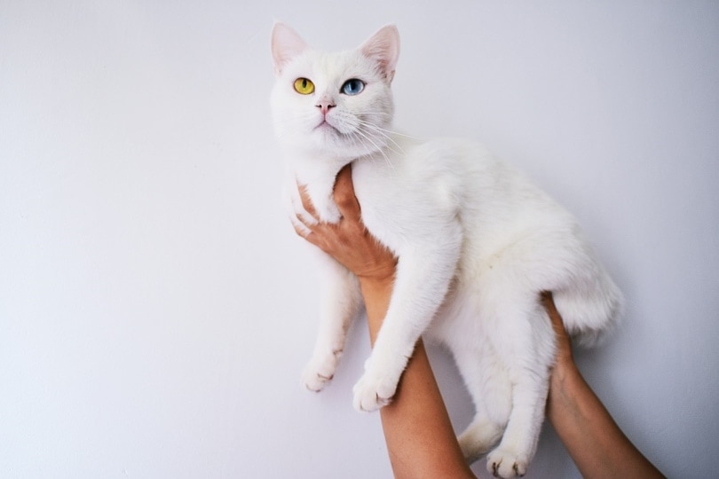 Cat with heterochromia held up high