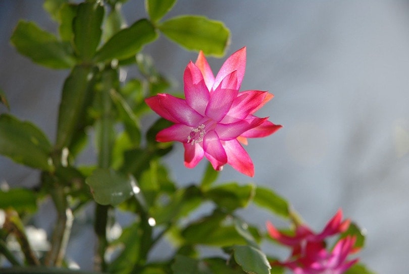 Is Christmas Cactus Poisonous To Cats? Keeping Your Cat Safe