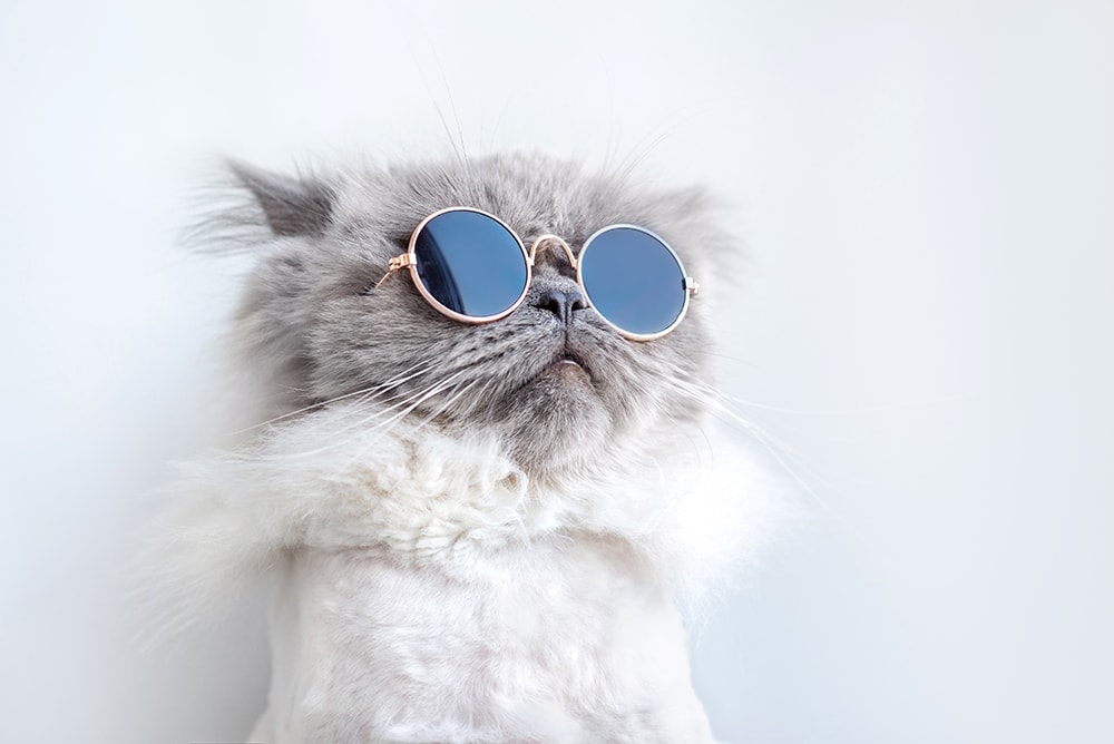 Cool-cat-with-sunglasses