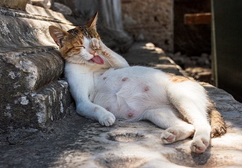Mèo Mang Thai Dễ Thương Thư Giãn