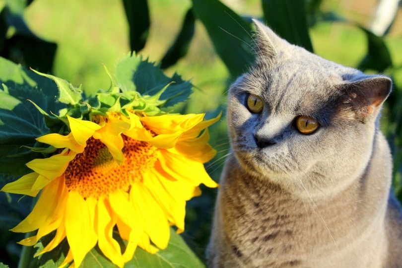 Cute cat beside a sunflower