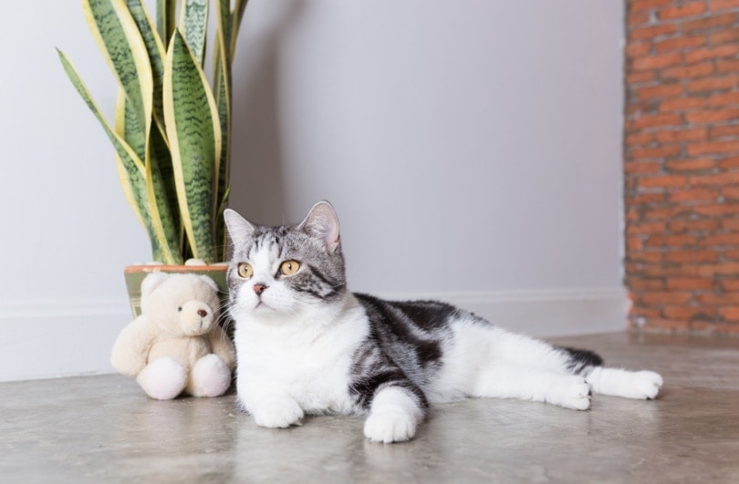 Cute cat near a snake plant indoors