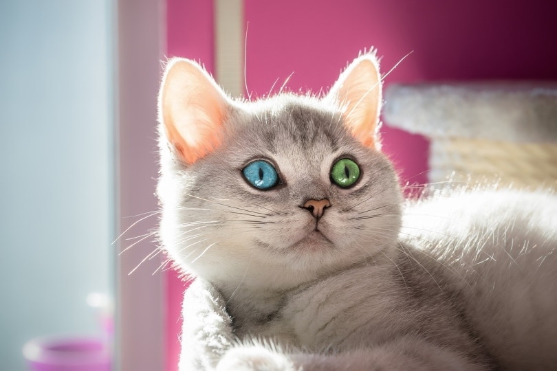 Cute cat with one blue and one green eye