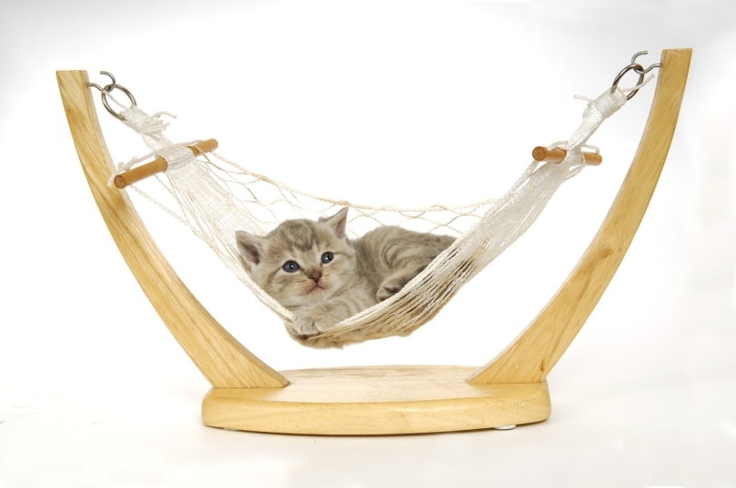 Cute kitten in a hammock