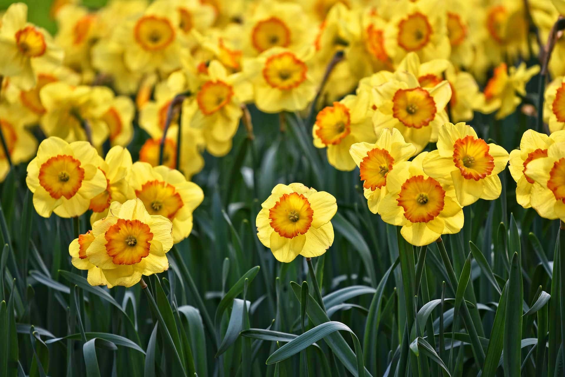 are daffodil plants poisonous to cats and dogs