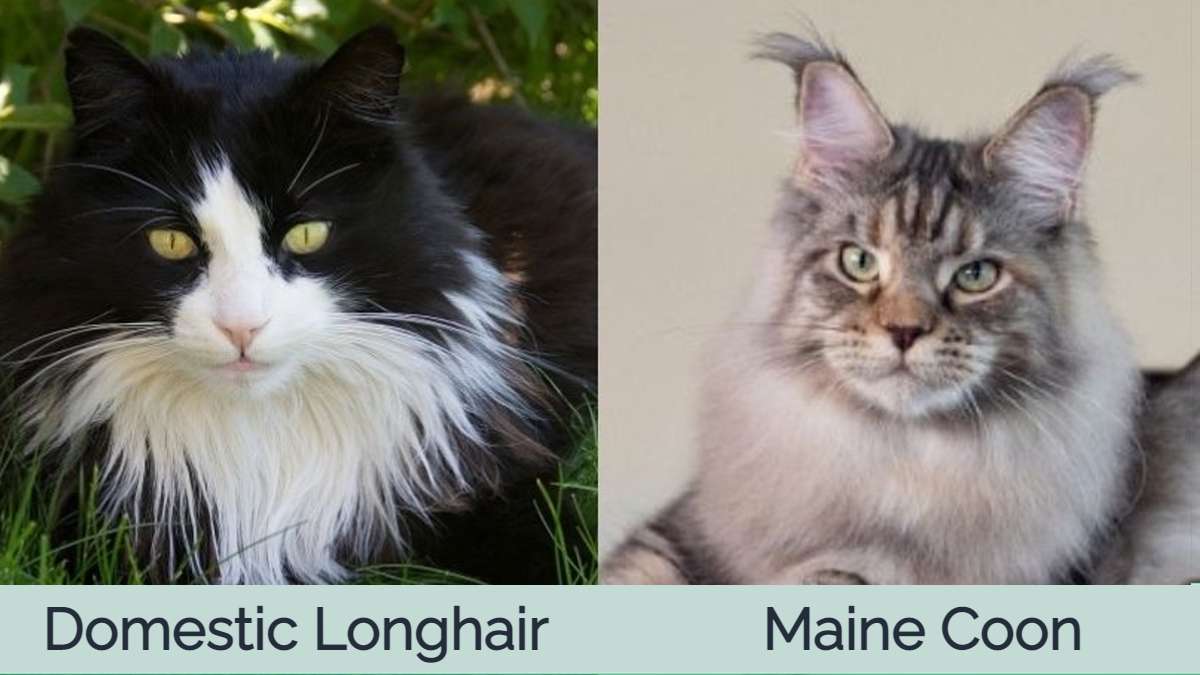 Domestic Longhair Cat vs Maine Coon: What's the Difference? | Hepper