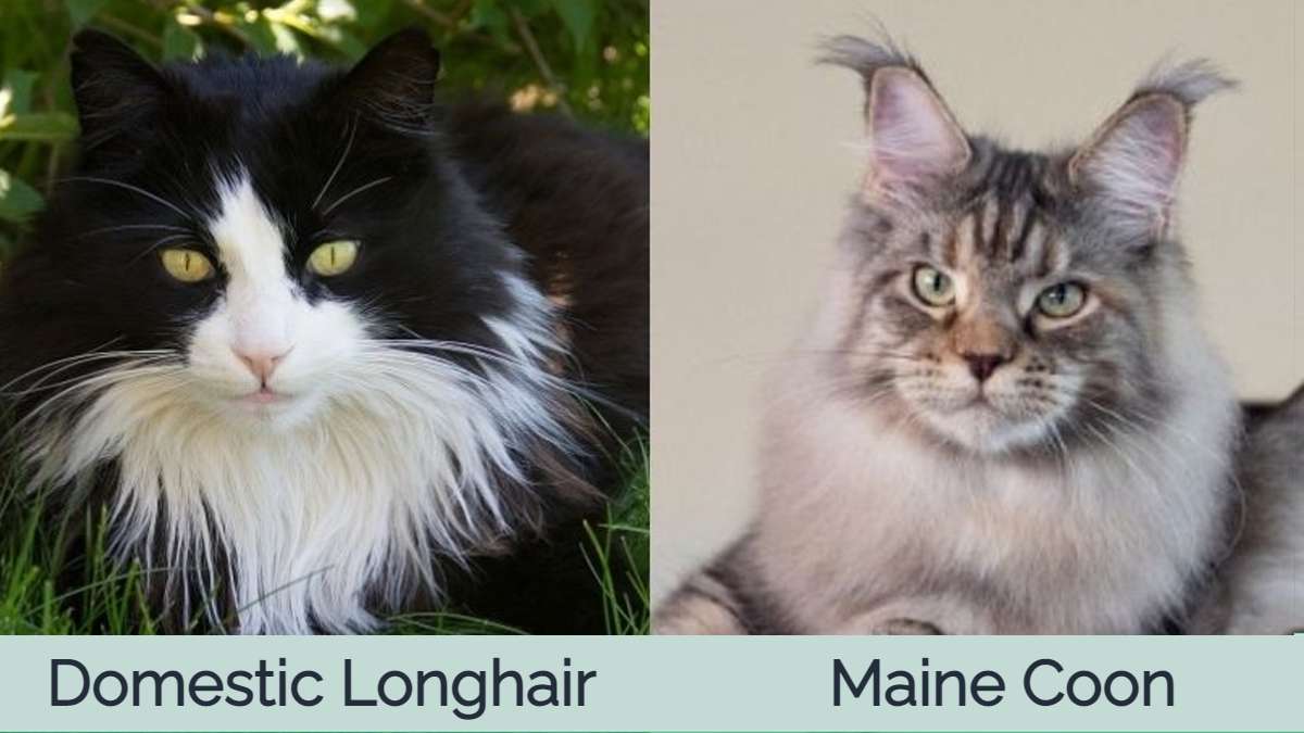 Domestic Longhair Cat vs Maine Coon
