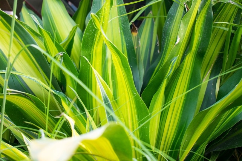 Dracaena plant in the garden