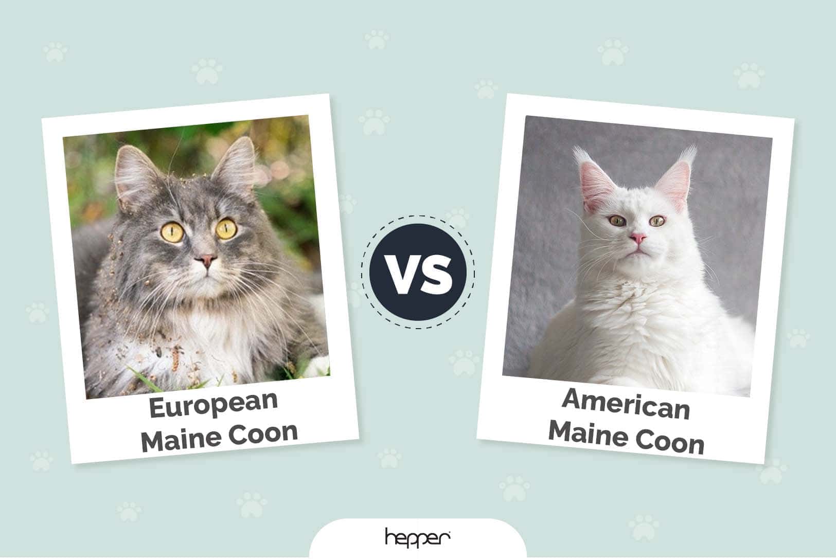 European Vs American Maine Coon