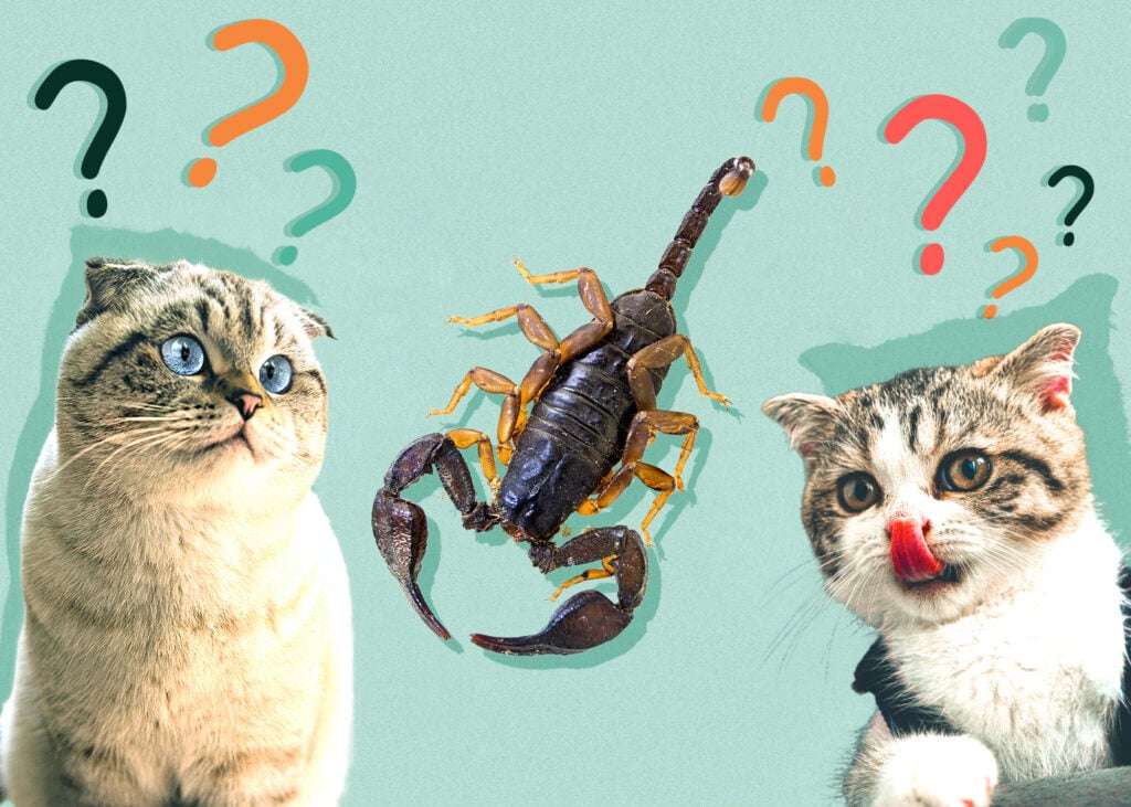 Can Cat Eat Scorpions