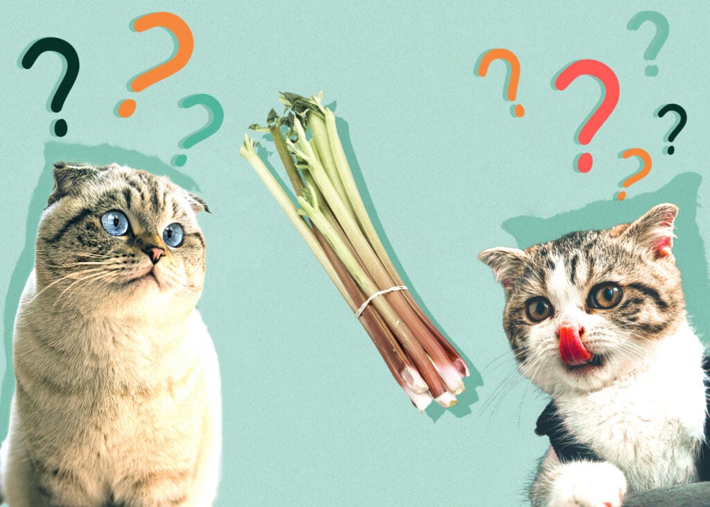 Can Cat Eat rhubarb