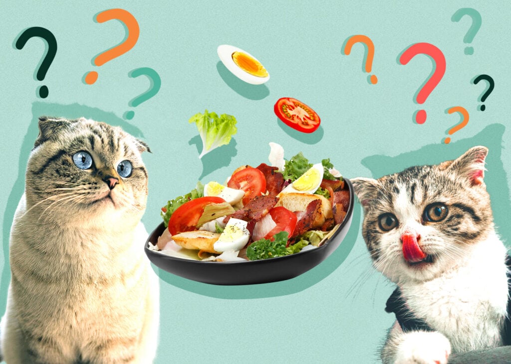 Can Cat Eat salad