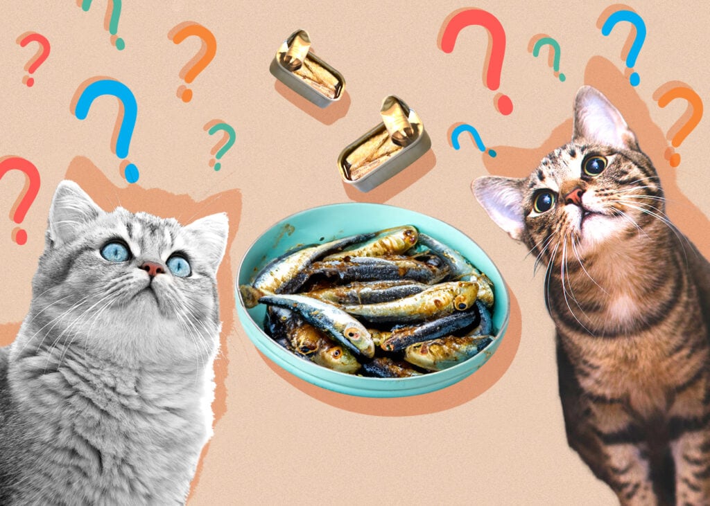 Can Cat Eat sardines