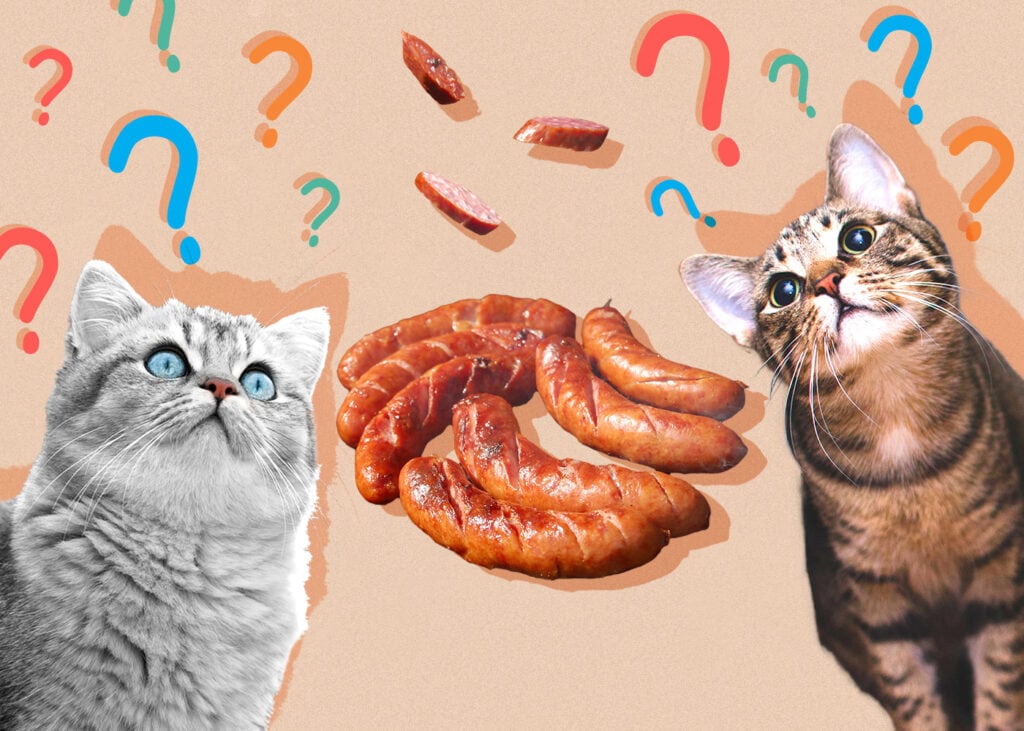Can Cat Eat sausage