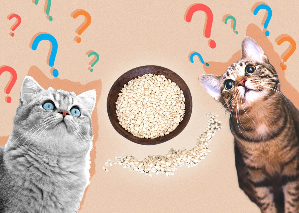 Can Cat Eat sesame seeds
