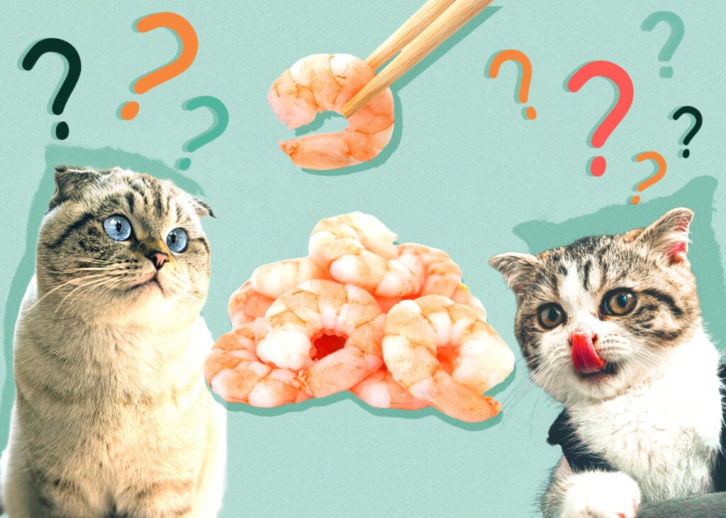 Can Cat Eat shrimp