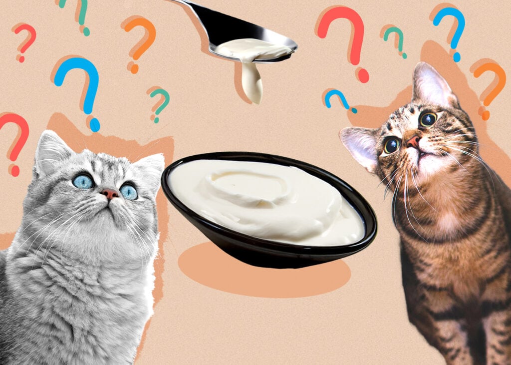 Can Cat Eat sourcream