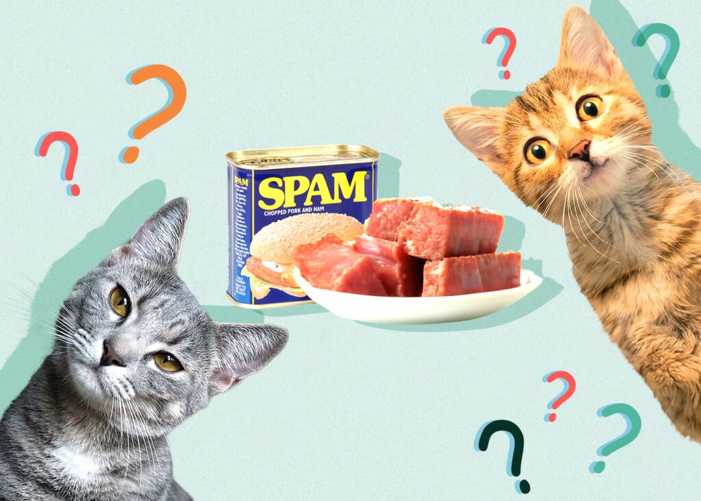 Can Cat Eat Ham? The Ultimate Guide Revealed!