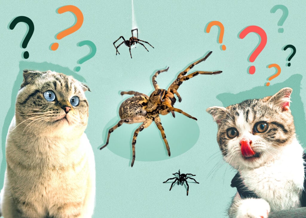 Can Cat Eat spidersi