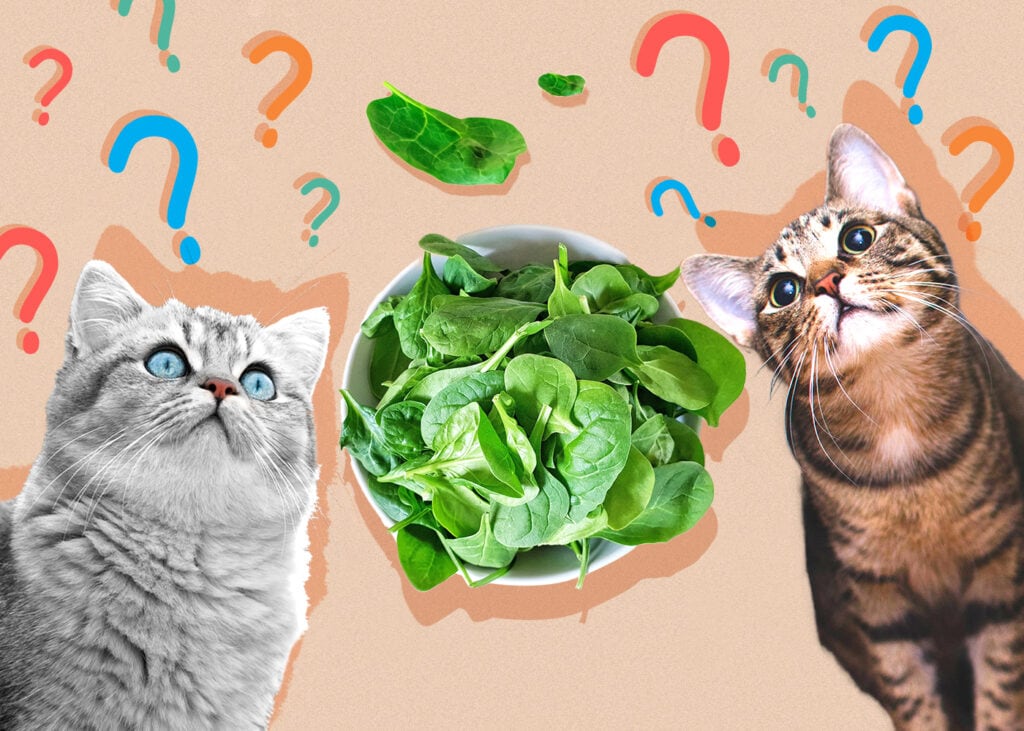 Can Cat Eat Spinach? Discover the Surprising Truth!