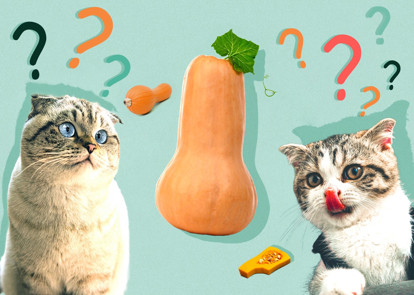 Can Cats Eat Squash? Vet Reviewed Facts & FAQ Hepper