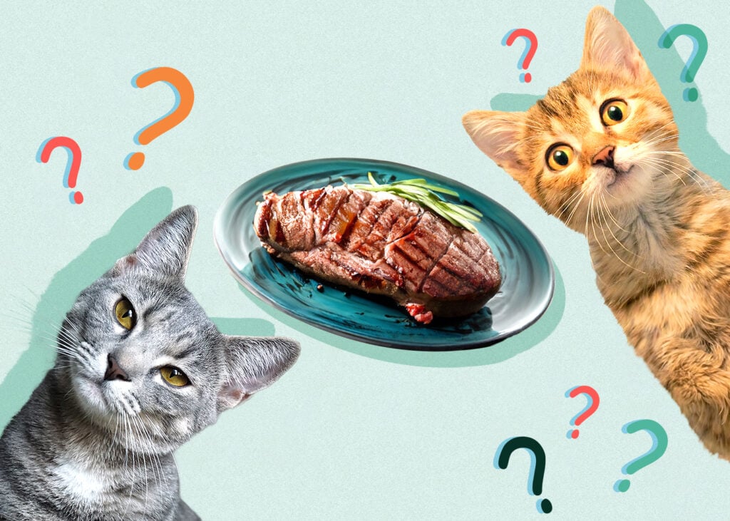 Can Cat Eat steak