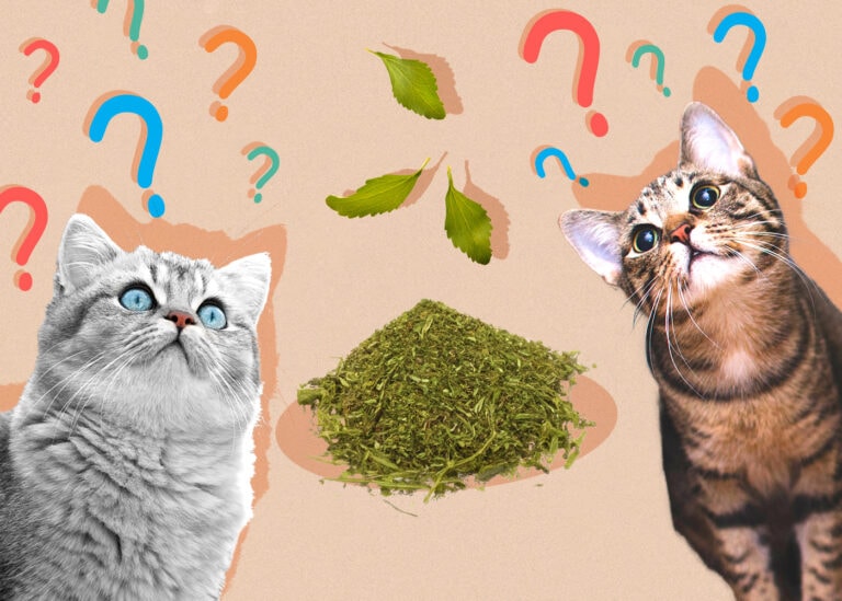 Can Cats Eat Stevia? Health & Safety Guide Hepper
