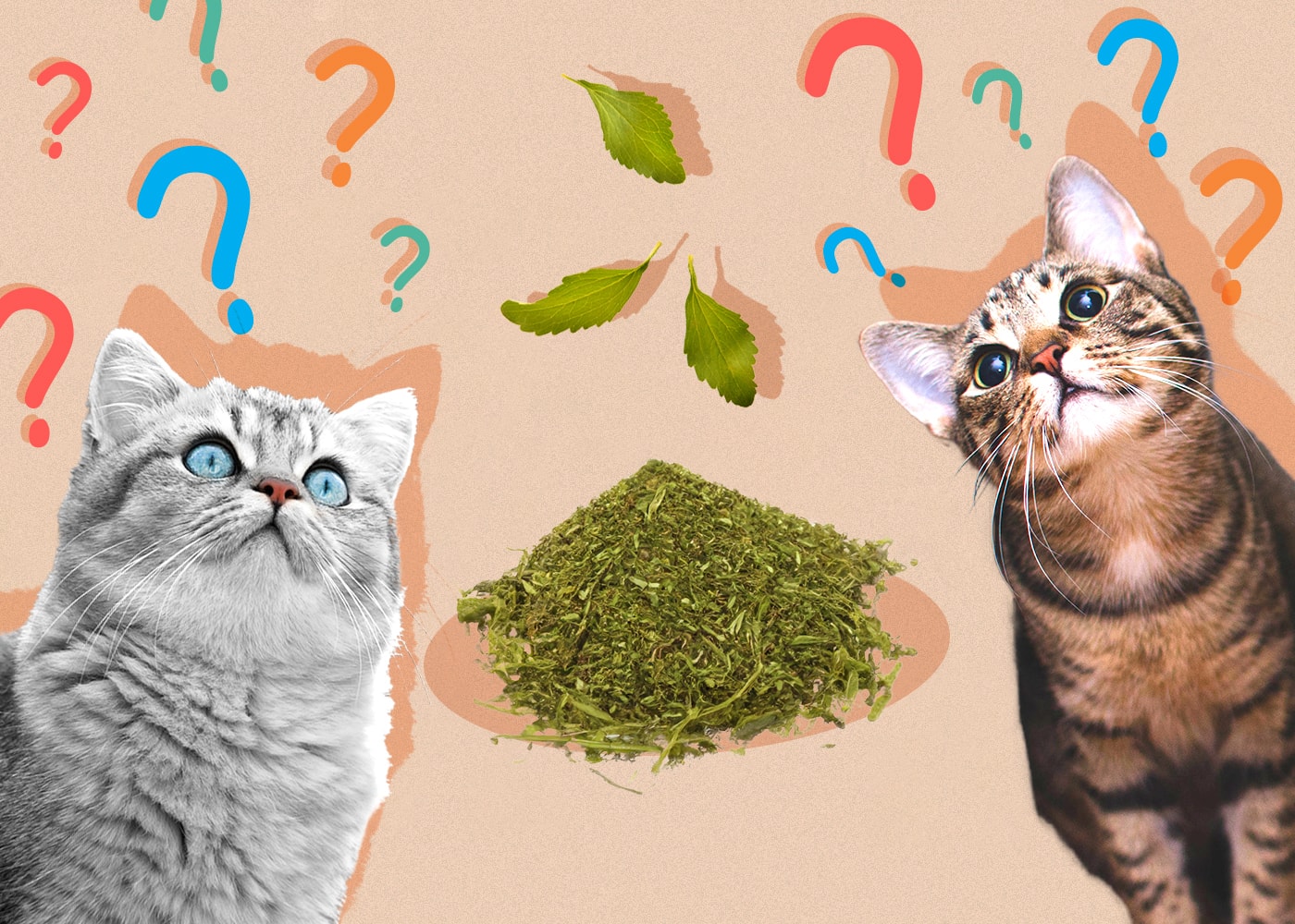 Can Cats Eat Stevia Health Safety Guide Hepper can-cats-eat-stevia-health-safety-guide-hepper