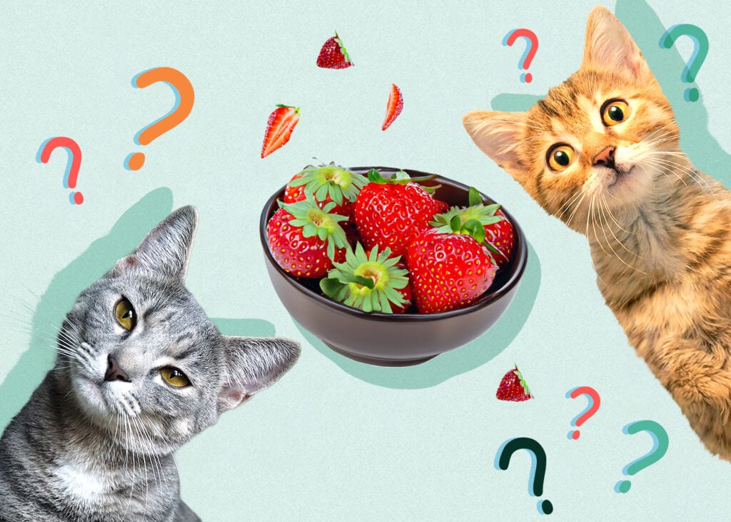 Can Cat Eat strawberries