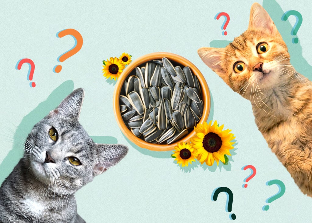 Can Cat Eat sunflower seeds