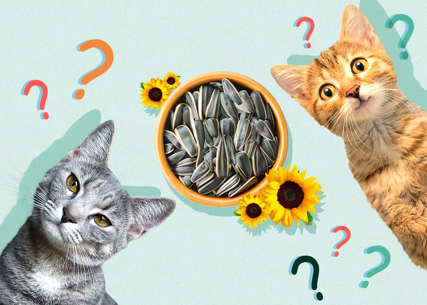 Can Cats Eat Sunflower Seeds? Nutrition Facts & Safety Guide Hepper
