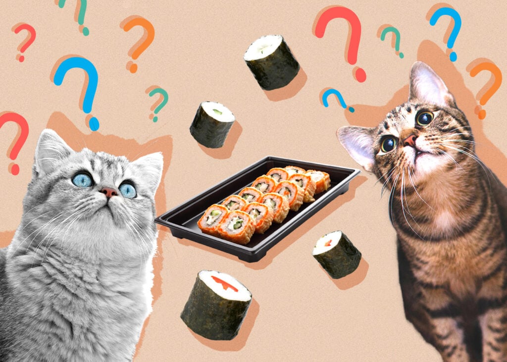 Can Cat Eat sushi