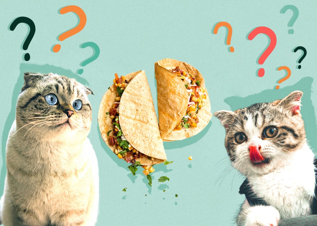 Can Cat Eat taco