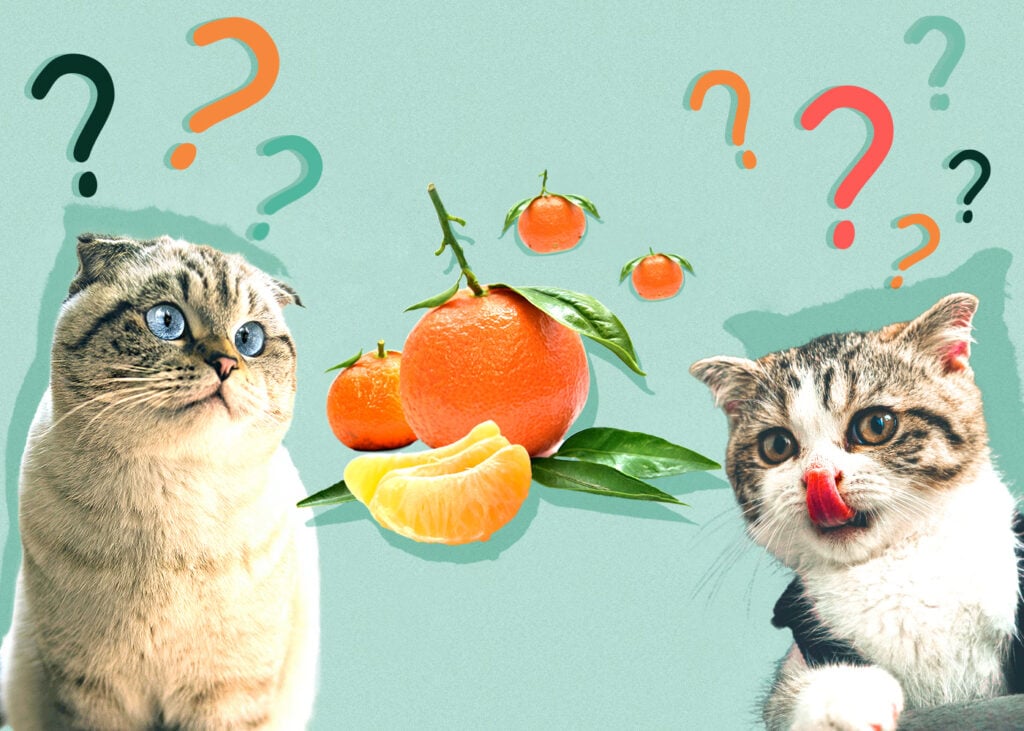 Can Cat Eat tangerine