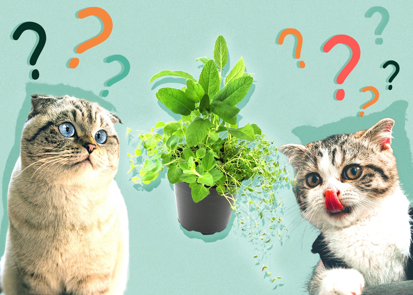 Can Cats Eat Thyme? Nutrition Facts & Safety Guide Hepper