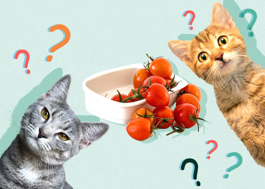 Can Cat Eat tomatoes