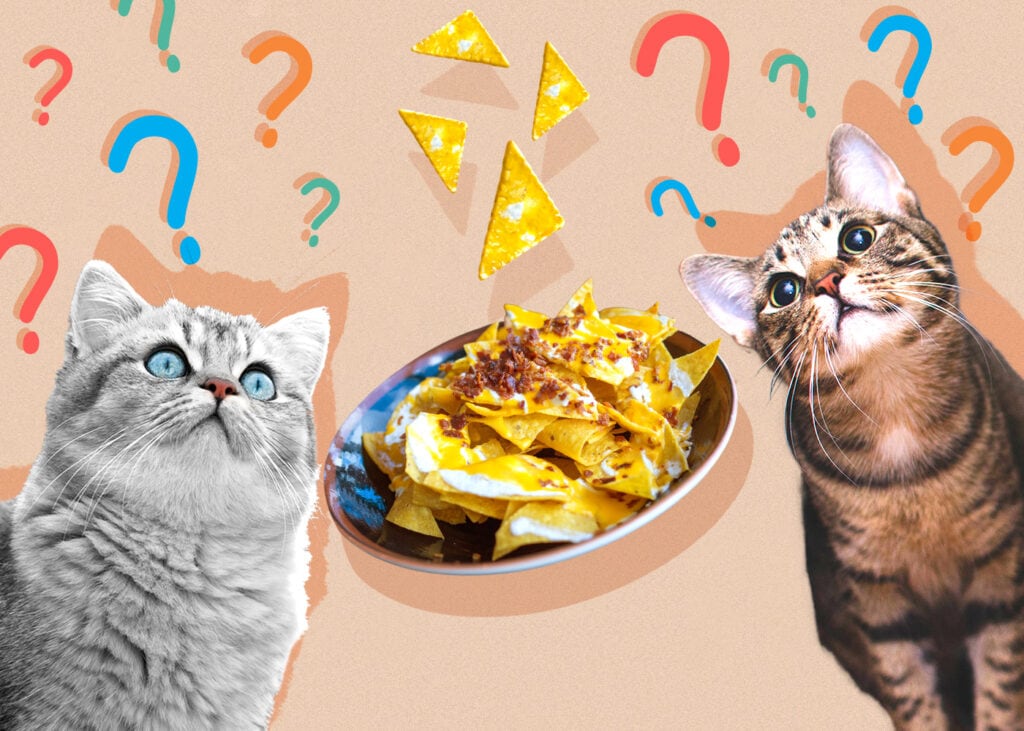 Can Cat Eat tortillas