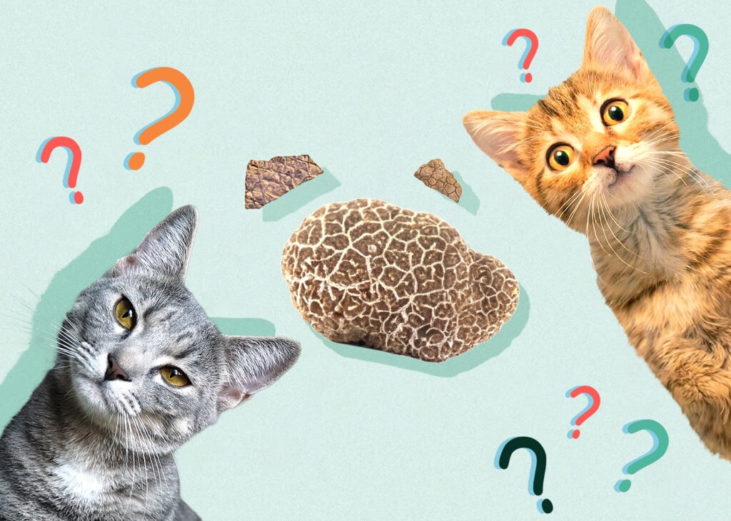 Can Cat Eat truffles