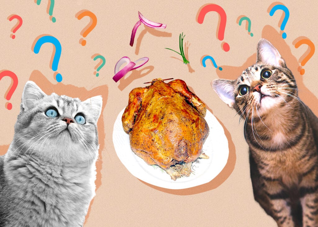 Can Cat Eat turkey