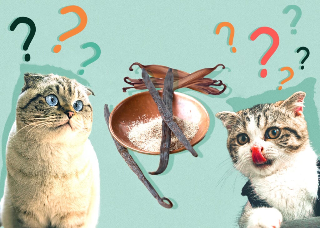 Can Cats Eat Vanilla? Nutrition Facts & Safety Guide Hepper