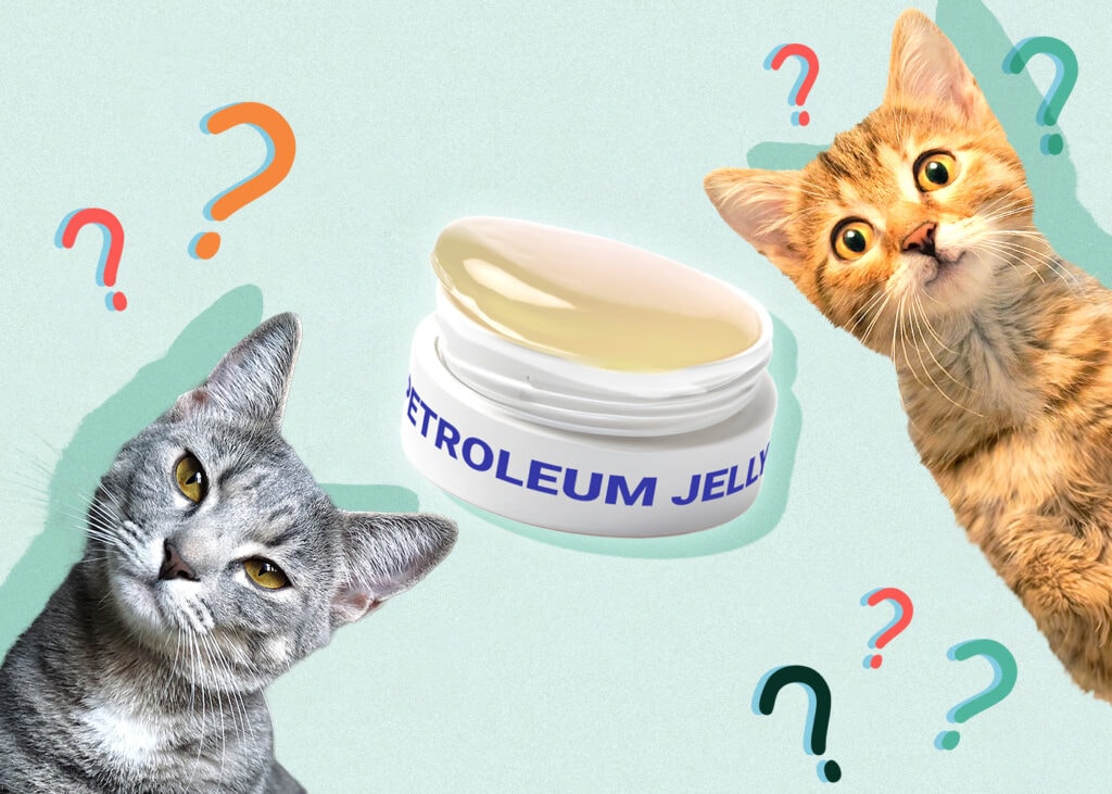 Can Cat Eat vaseline