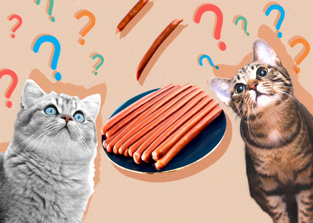 Can Cat Eat vienna sausage