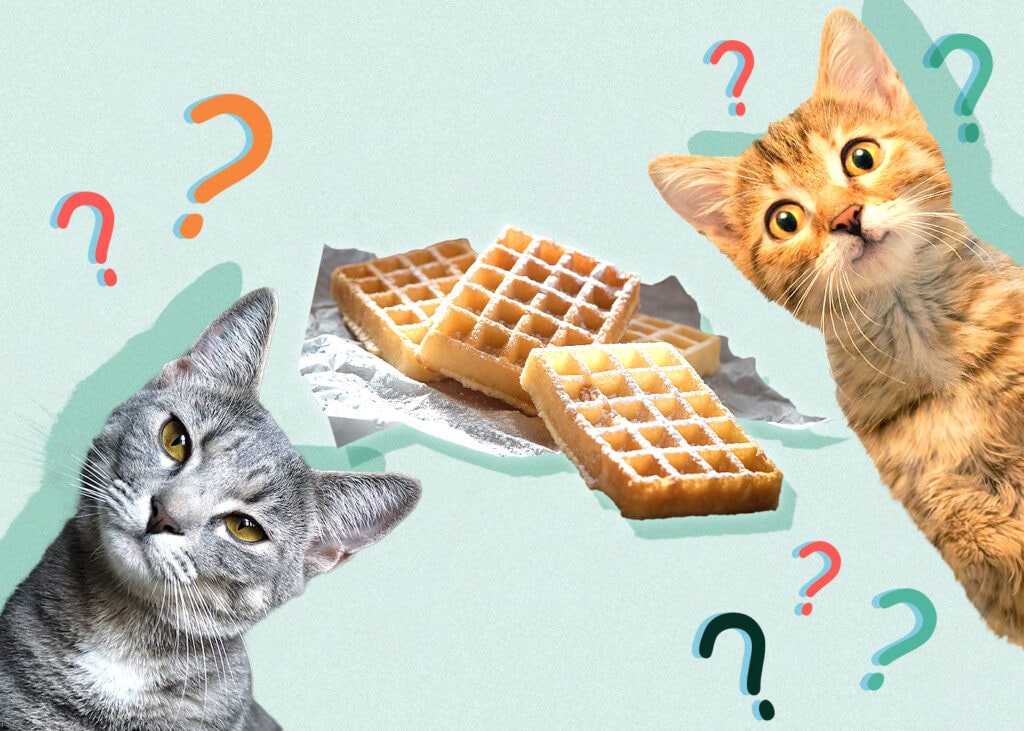 Can Cat Eat waffles
