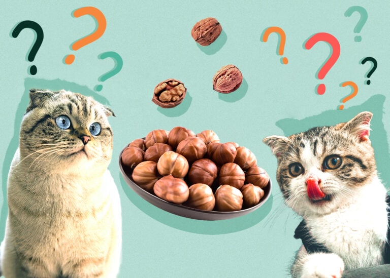 Can Cats Eat Walnuts? VetReviewed Health & Safety Guide Hepper