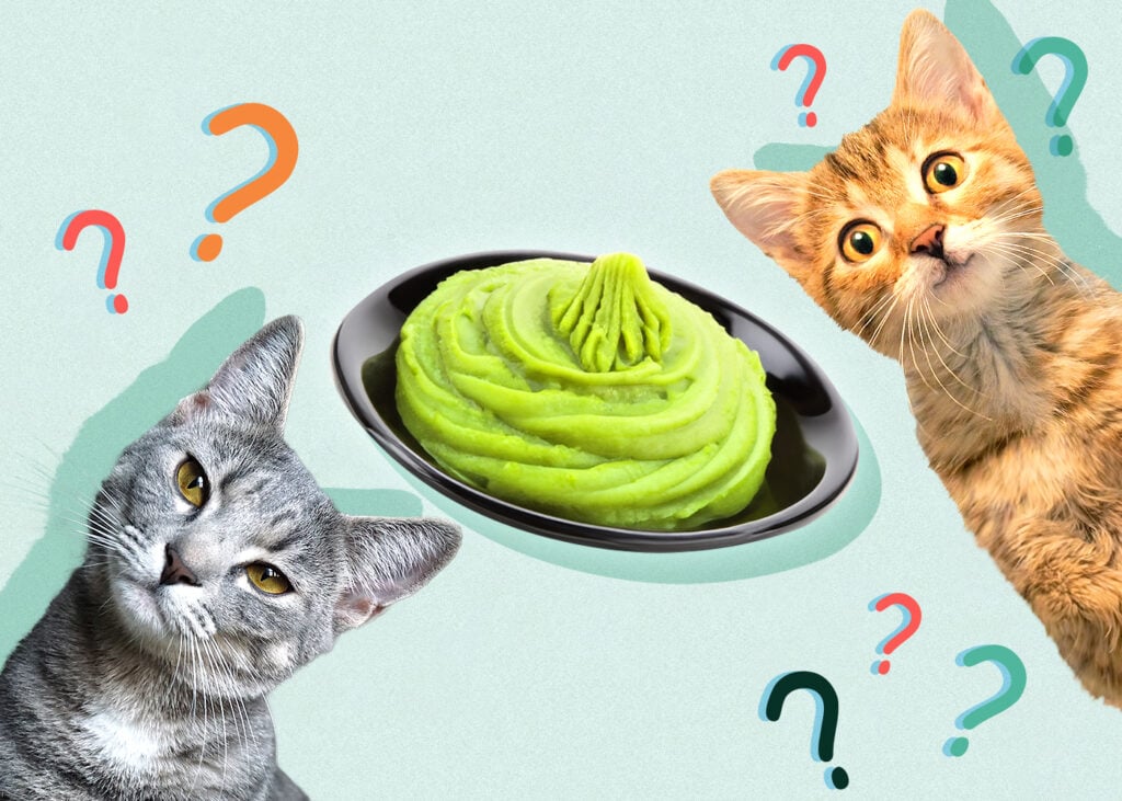 Can Cat Eat wasabi