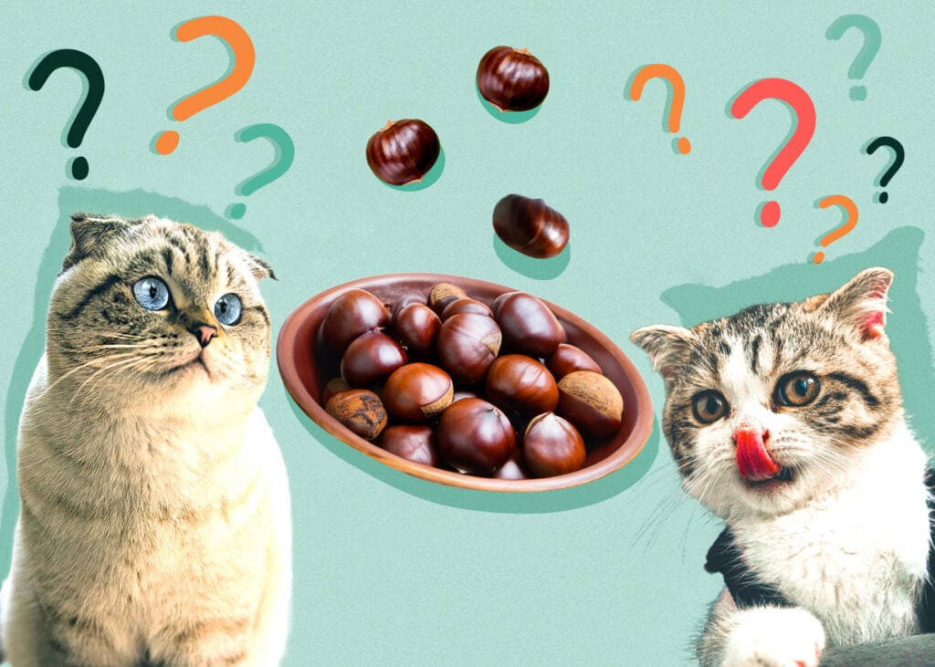 Can Cats Eat Water Chestnuts? Nutrition Facts & Safety Guide Hepper