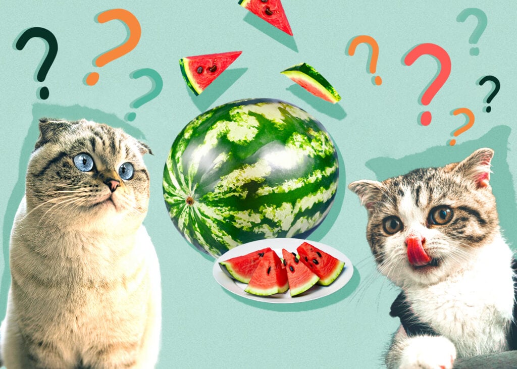 Can Cat Eat watermelon