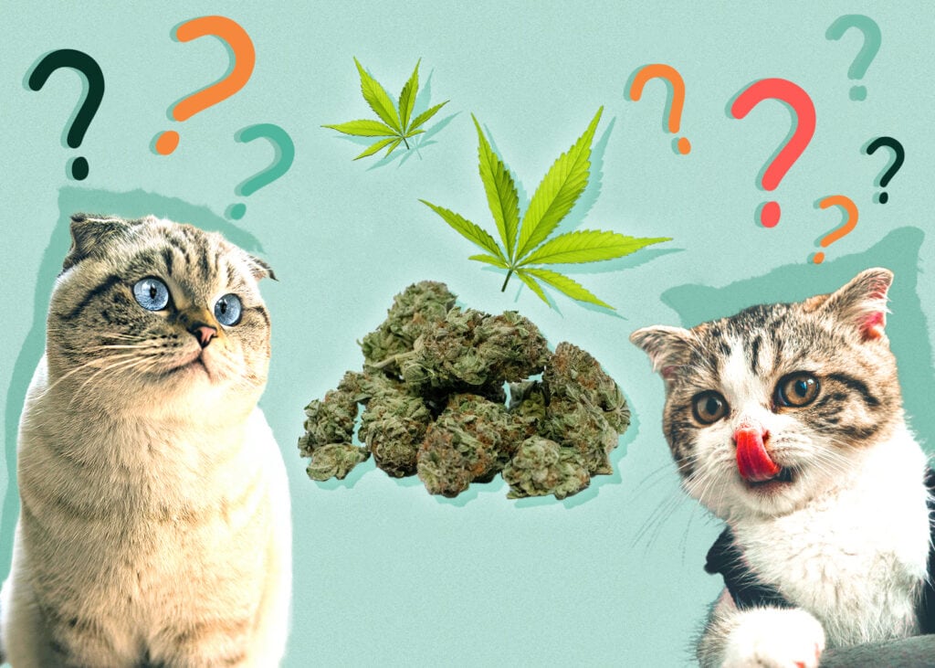 Can Cat Eat weed