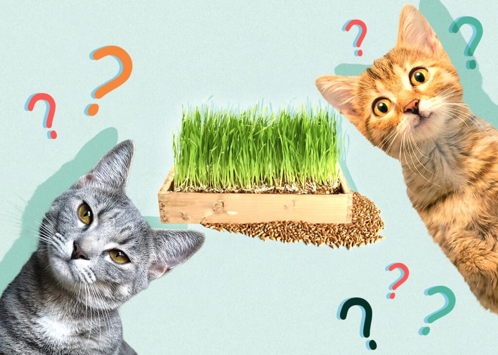 Can Cat Eat wheatgrass
